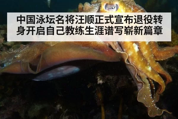 中国泳坛名将汪顺正式宣布退役转身开启自己教练生涯谱写崭新篇章